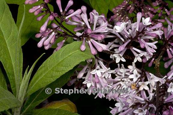 syringia pubescens ssp patula 2 graphic